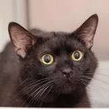An adult medium-sized male Black Domestic Short Hair cat named Joel for adoption in Hilliard, OH