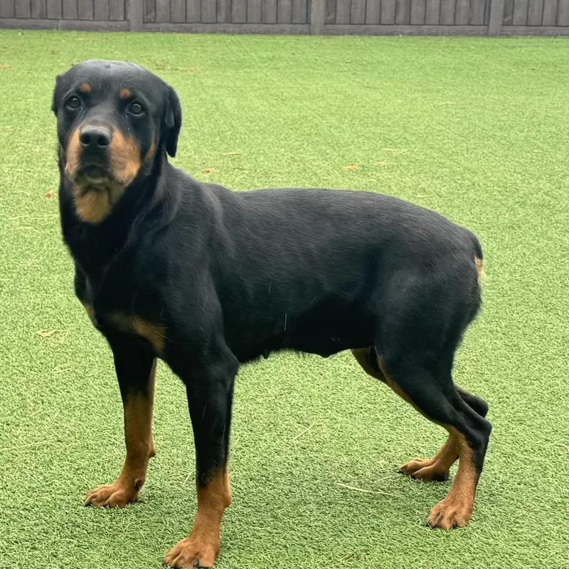 A senior medium-sized female Black Rottweiler dog named April AKA Nova for adoption in LOXAHATCHEE, FL