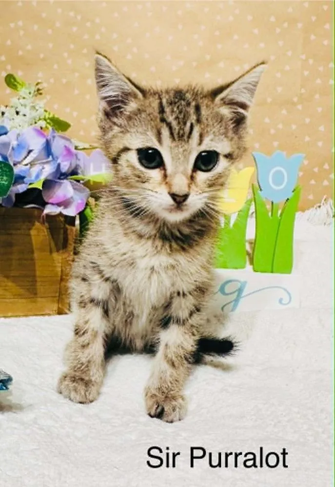 A baby small-sized male Domestic Short Hair cat named Sir Purralot for adoption in Groveland, MA