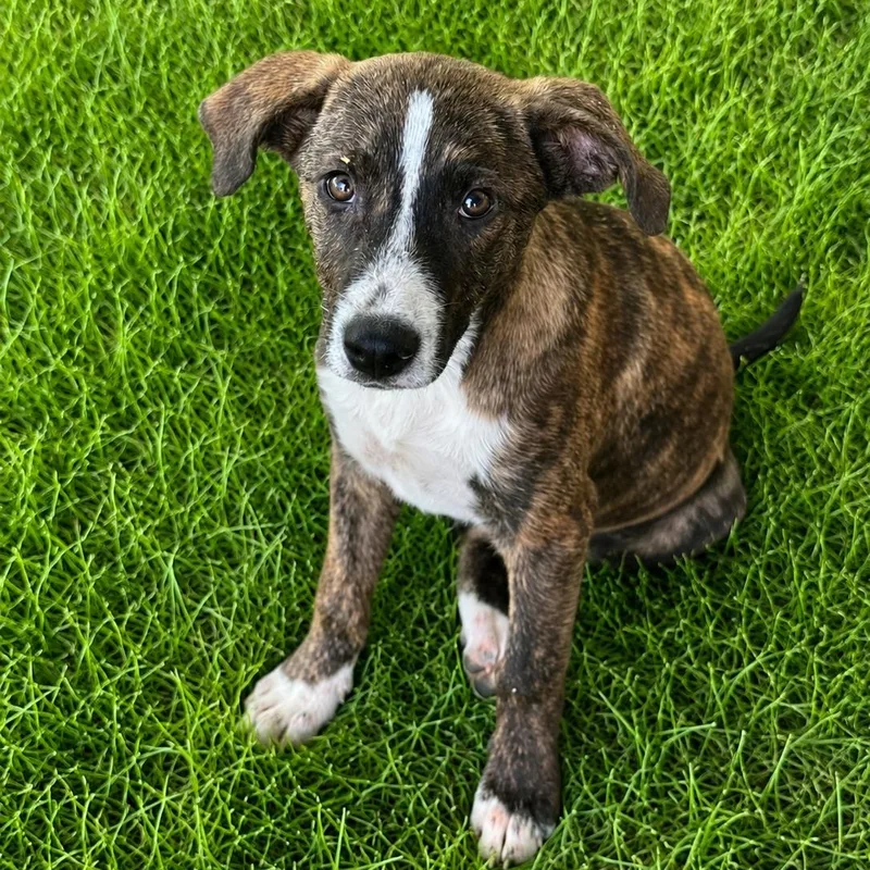 A baby large-sized male Brindle German Shepherd Dog dog named Fox for adoption in Crosby, TX
