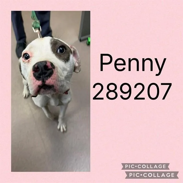 A young large-sized female Mixed Breed dog named Penny for adoption in Macon, GA