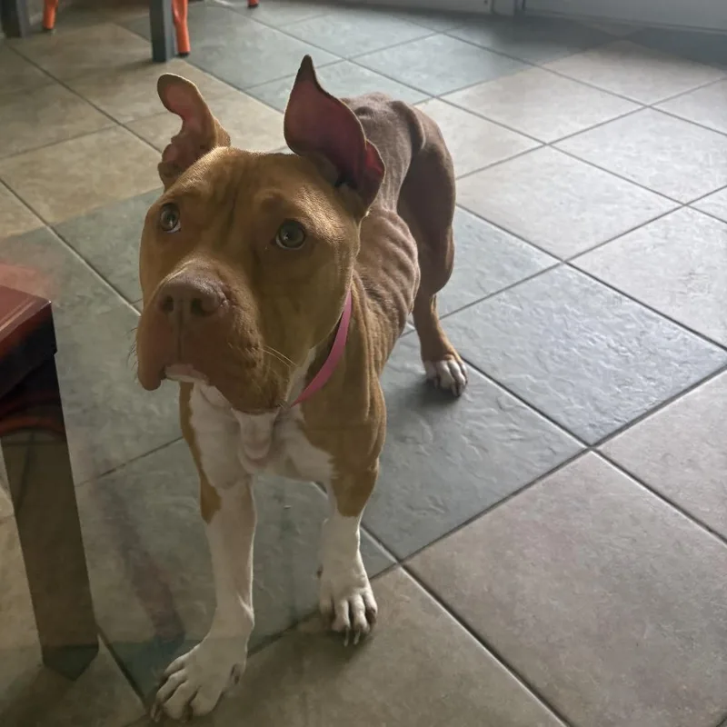 An adult medium-sized female Yellow / Tan / Blond / Fawn Mixed Breed dog named Nessie for adoption in Chattanooga, TN