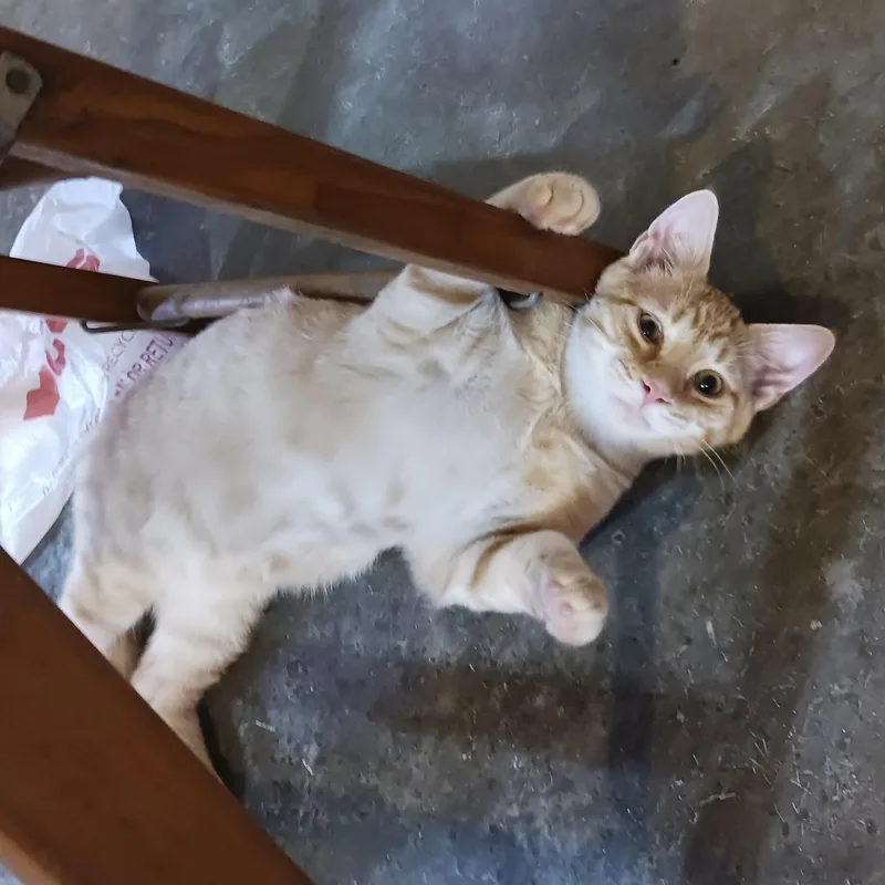 Twix