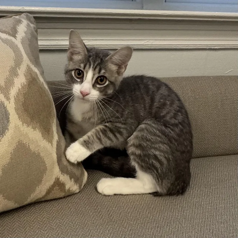 A baby small-sized female Gray & White Tiger cat named Tina for adoption in East Northport, NY