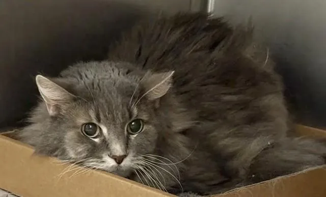 A senior large-sized female Domestic Short Hair cat named Clover for adoption in Saint Louis, MO