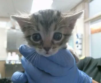 A baby small-sized female Domestic Short Hair cat named Rosie for adoption in Sacramento, CA