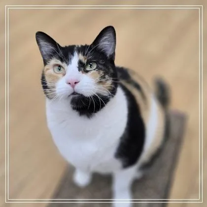 An adult medium-sized female Domestic Short Hair cat named April for adoption in Woodstock, IL