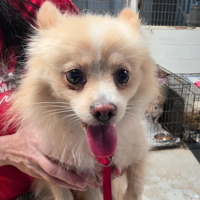 An adult small-sized female Yellow / Tan / Blond / Fawn Mixed Breed dog named Goldilocks for adoption in Leander, TX