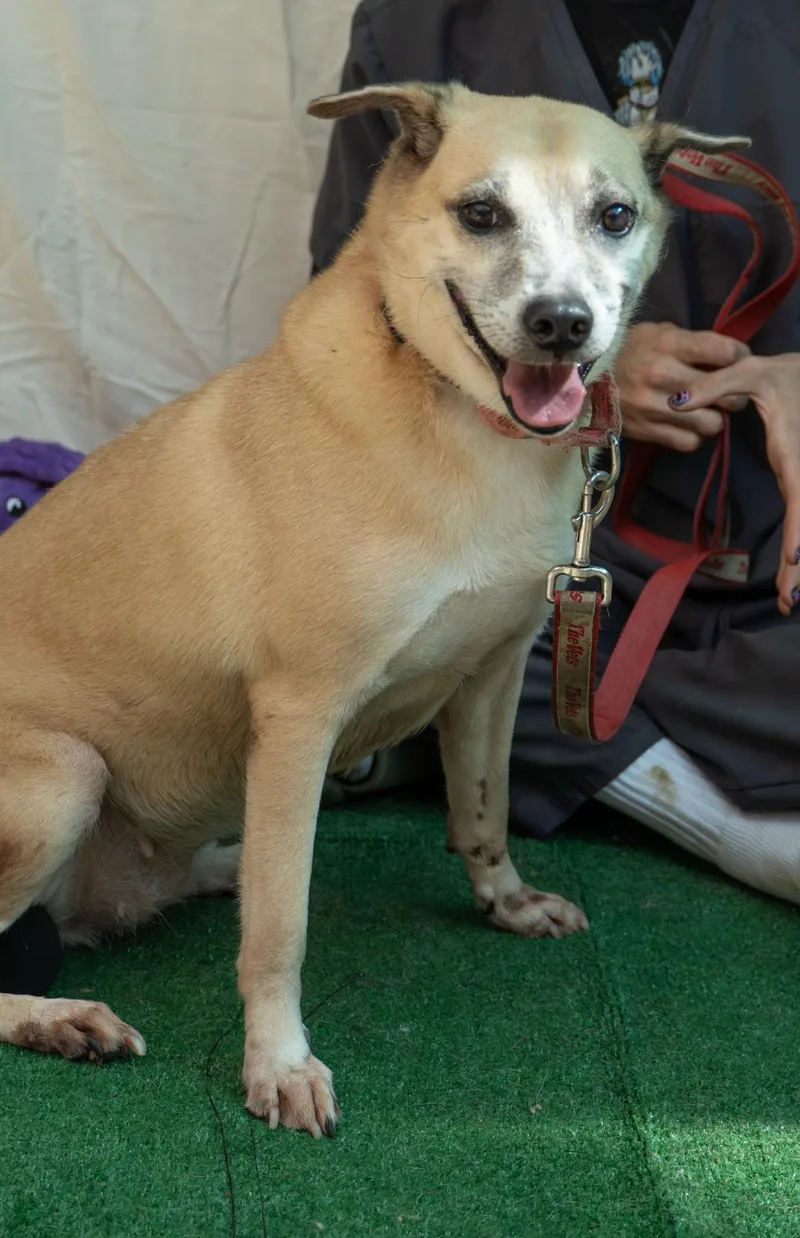 Happy Harlem thumbnail 2