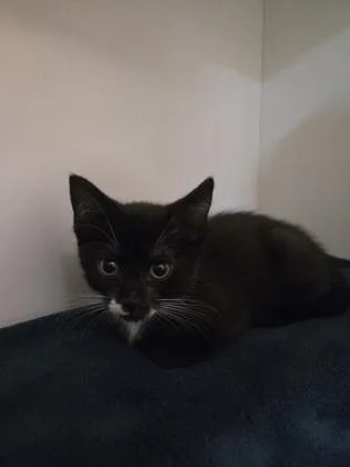 A baby medium-sized female Domestic Short Hair cat named Felicia for adoption in Savannah, GA
