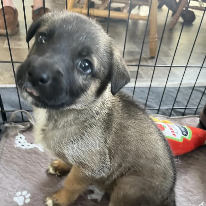 A baby small-sized female Sable Shepherd dog named Gracie for adoption in Ashland, OR