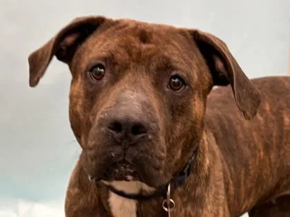 An adult large-sized female Mastiff dog named Ruth for adoption in Golden Valley, MN