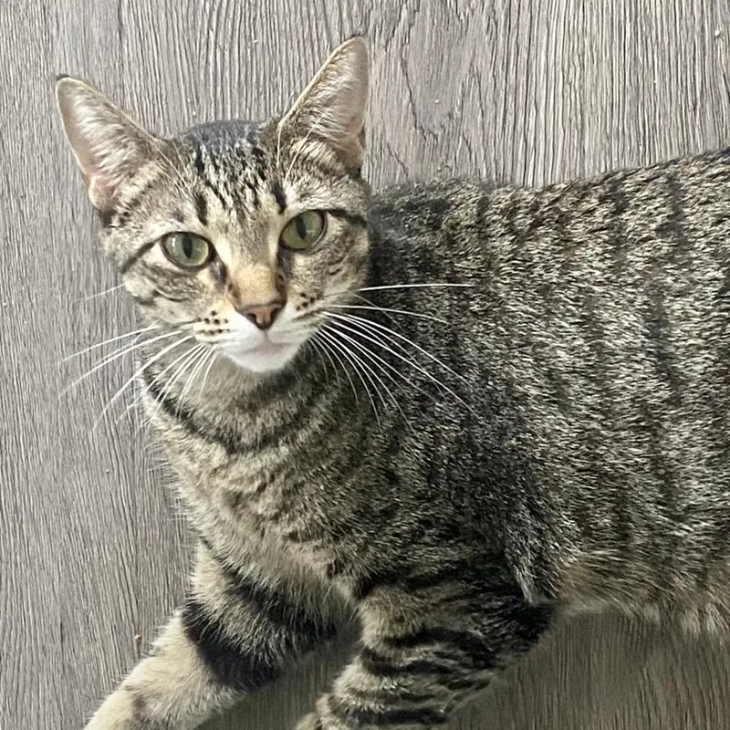 An adult medium-sized female Gray / Blue / Silver Domestic Short Hair cat named Ellie for adoption in Foley, AL