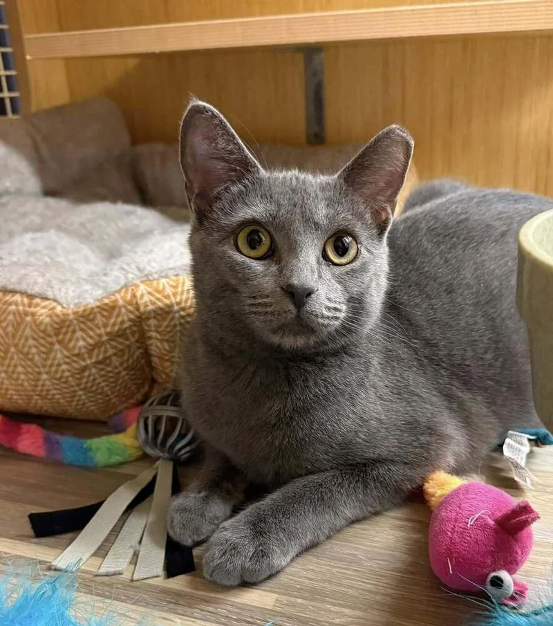 Yeller Featured At The