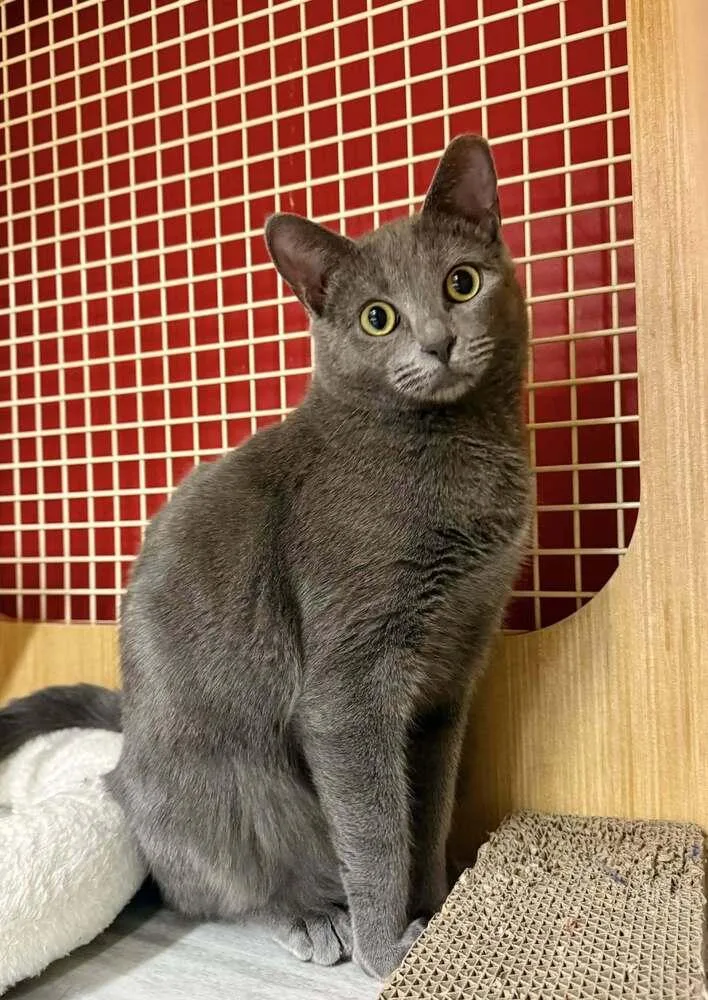 Yeller Featured At The thumbnail 2