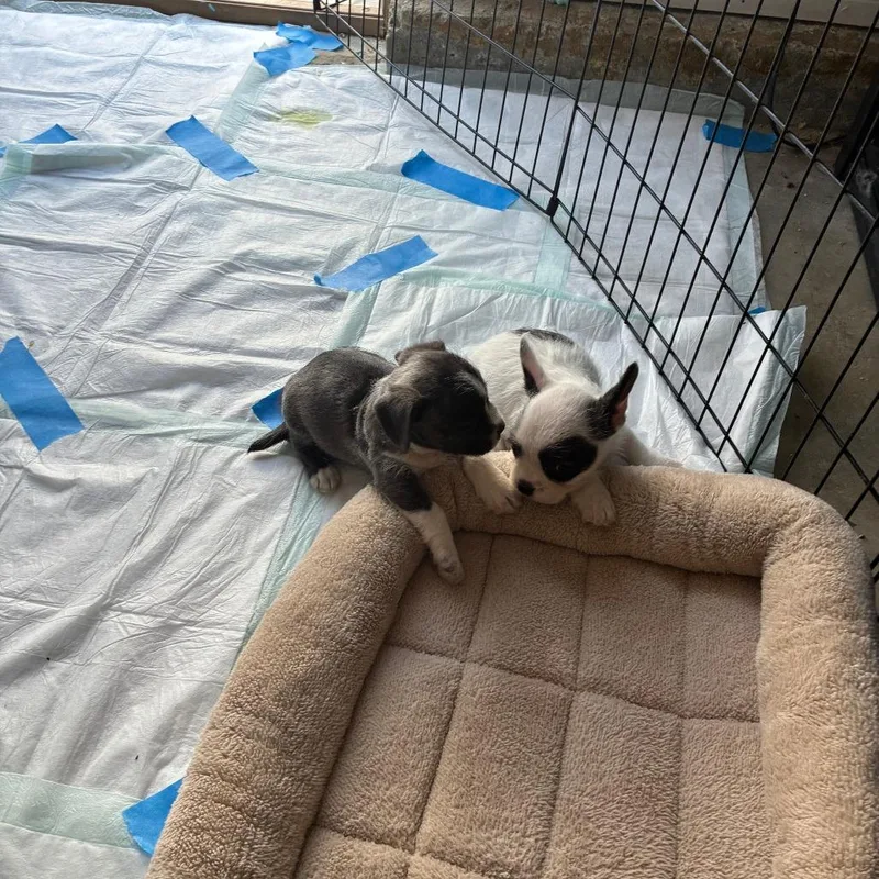 A baby small-sized female Gray / Blue / Silver Miniature Poodle dog named Ruby for adoption in Oceanside, CA