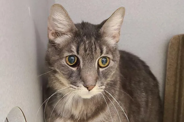 A senior small-sized male Domestic Short Hair cat named Lotus for adoption in Tucson, AZ