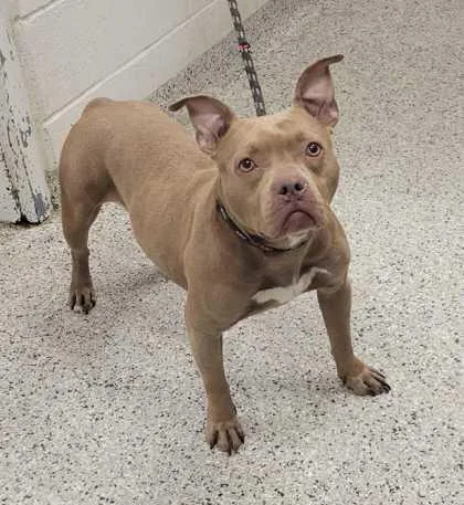 An adult large-sized female Yellow / Tan / Blond / Fawn Pit Bull Terrier dog named Frittata for adoption in Kansas City, MO