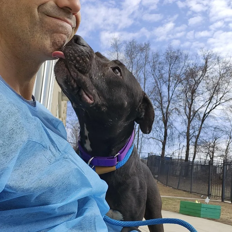An adult medium-sized female Brown / Chocolate Mixed Breed dog named Bunny for adoption in Sinking Spring, PA