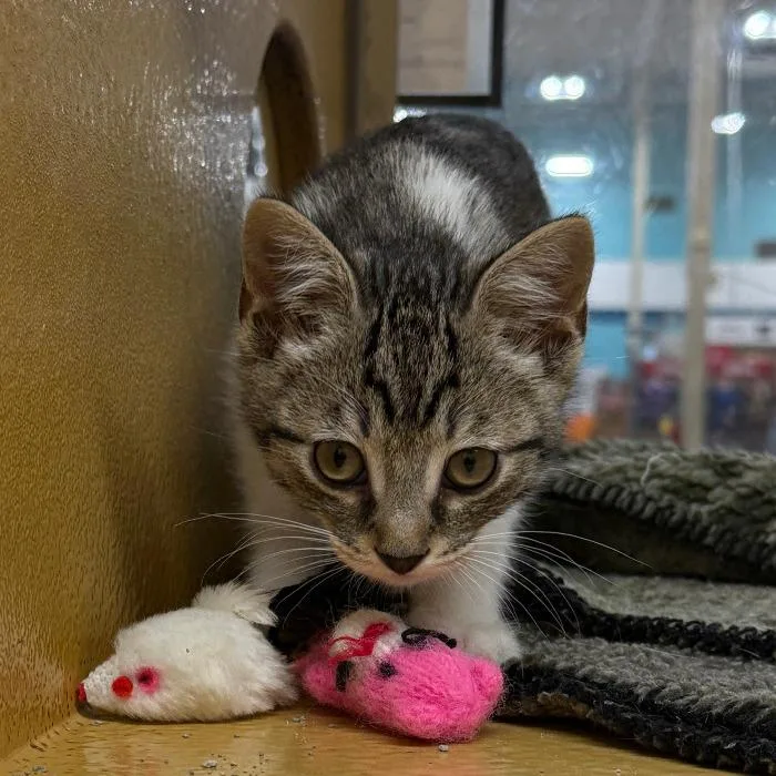 A baby small-sized male Brown / Chocolate Domestic Short Hair cat named Todd for adoption in Los Angeles, CA
