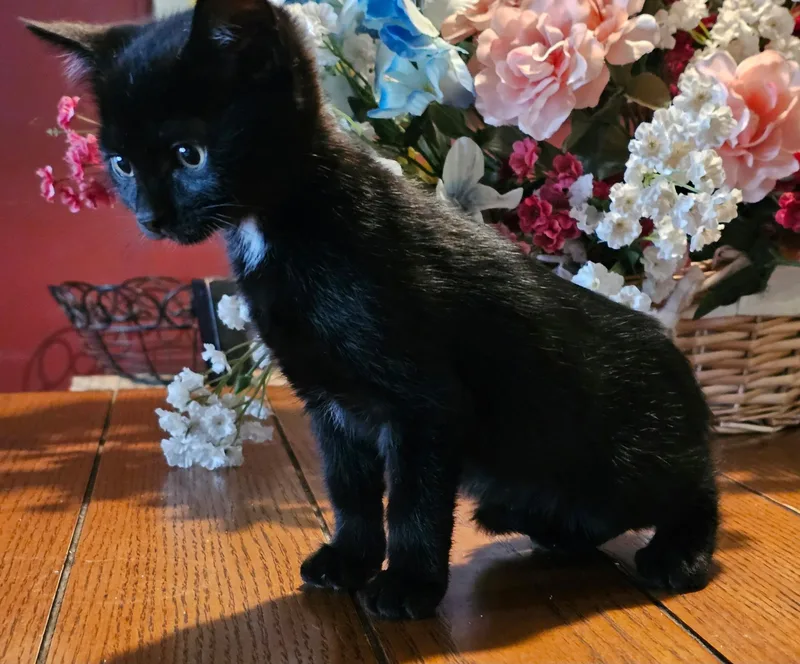 A baby medium-sized female Black & White / Tuxedo Domestic Short Hair cat named Andear for adoption in Sonora, CA