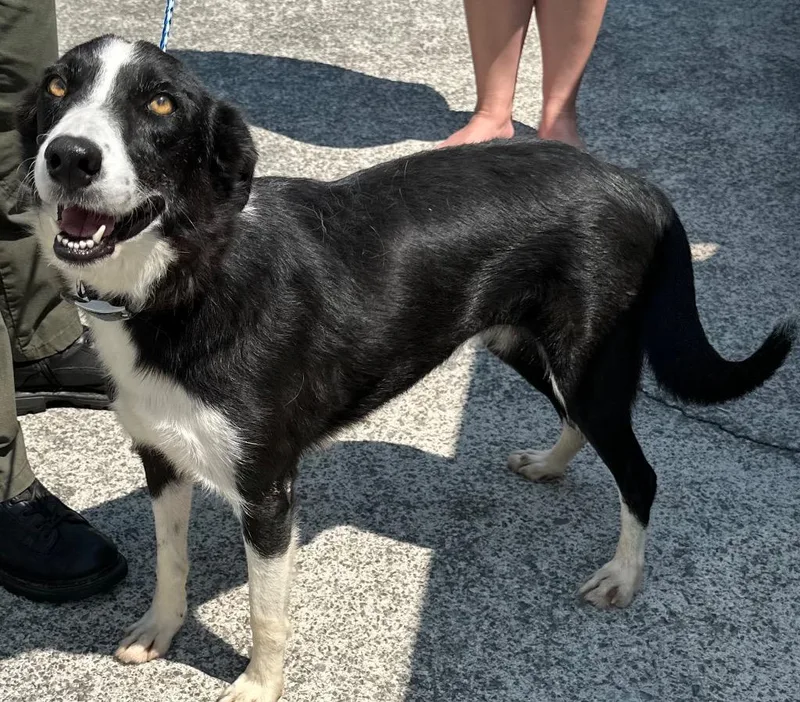 A young medium-sized female Mixed Breed dog named Tillie for adoption in Rome, GA