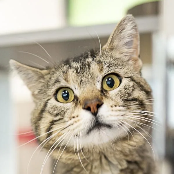 An adult small-sized male Domestic Short Hair cat named Bobby for adoption in Des Moines, IA