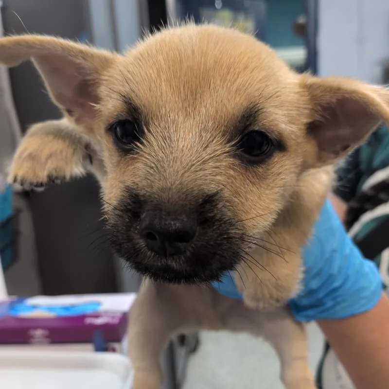 A baby small-sized female Yellow / Tan / Blond / Fawn Cairn Terrier dog named Iggy for adoption in Hattiesburg, MS