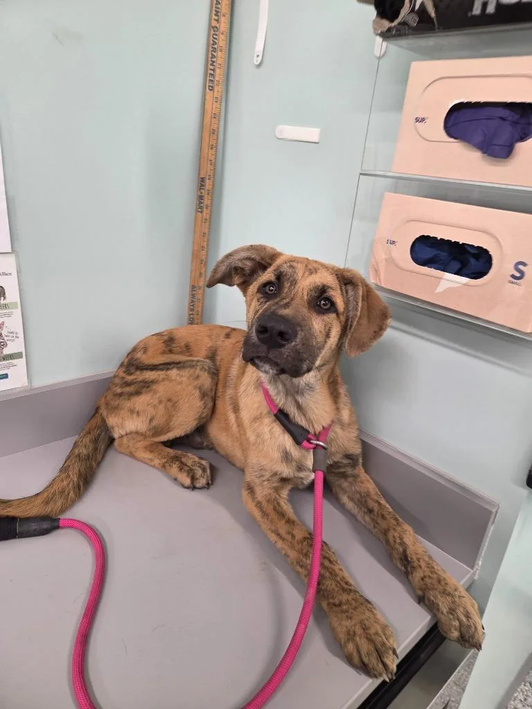 A baby medium-sized male Terrier dog named Cruz for adoption in Athens, TN
