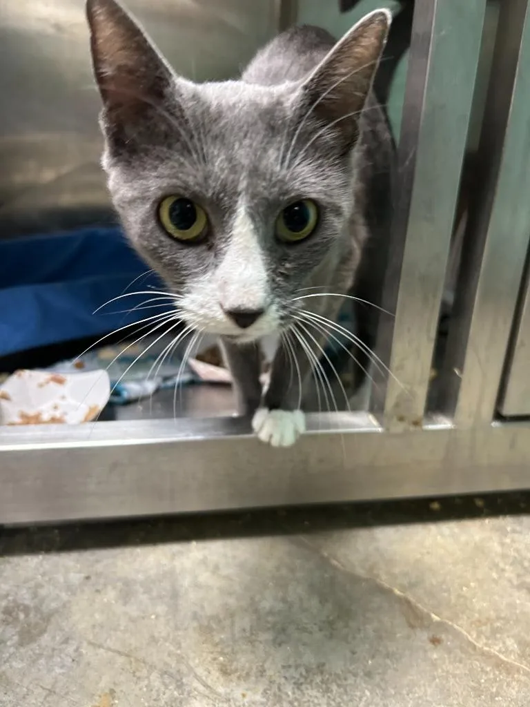 A young small-sized female Domestic Short Hair cat named Momma Maple for adoption in Chickamauga , GA