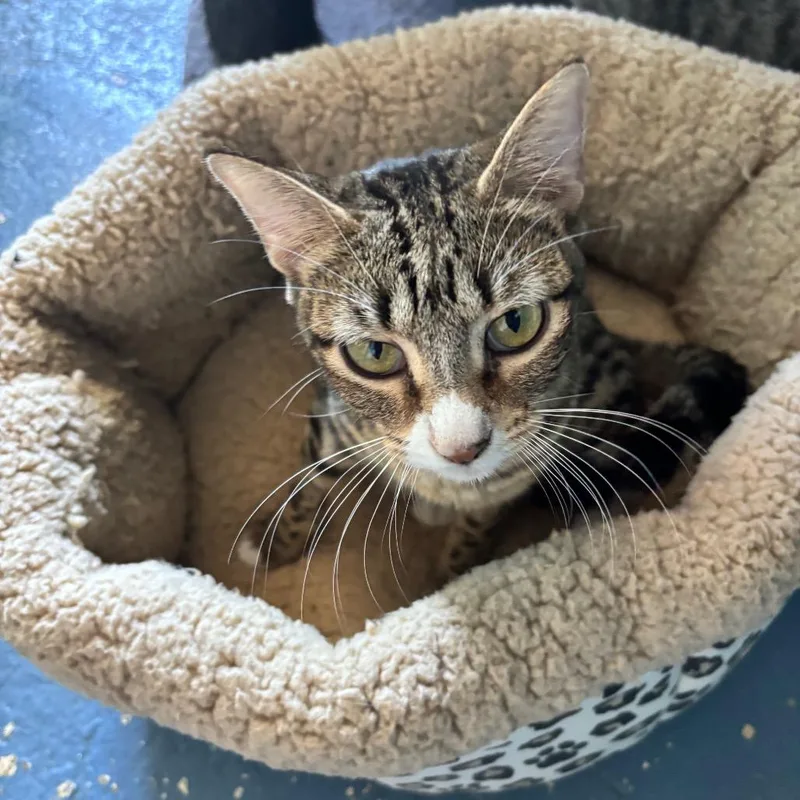An adult small-sized female Brown / Chocolate Domestic Short Hair cat named Tanya for adoption in Midland, TX