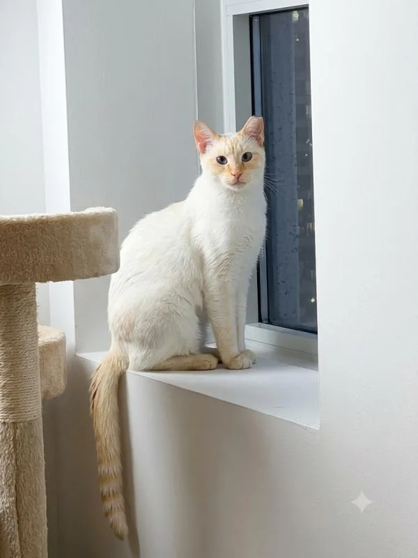 A young small-sized female Flame Point Domestic Short Hair cat named Lovey for adoption in Sunnyvale, CA
