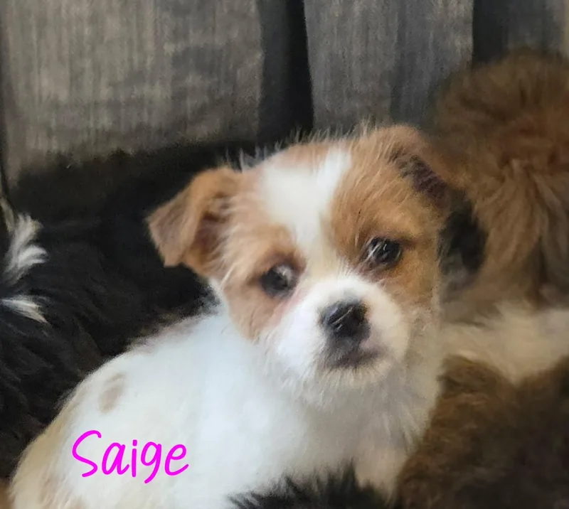 Saige
