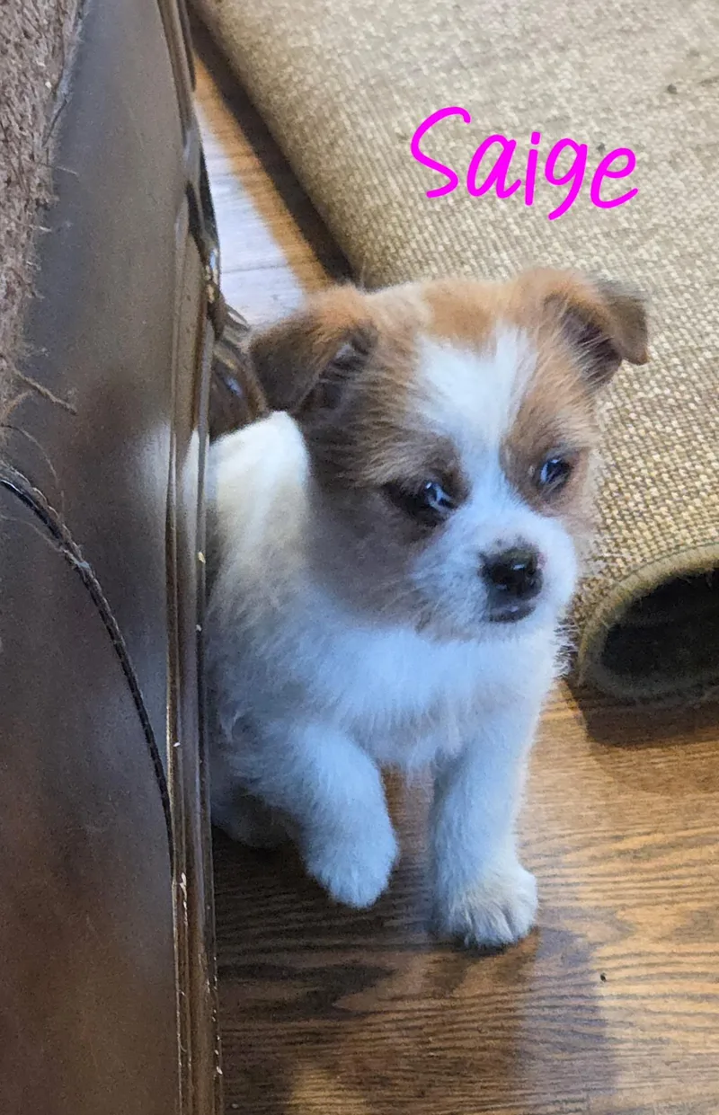 Saige thumbnail 2