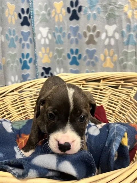 A baby small-sized female Chihuahua dog named Orla for adoption in Rosenberg, TX