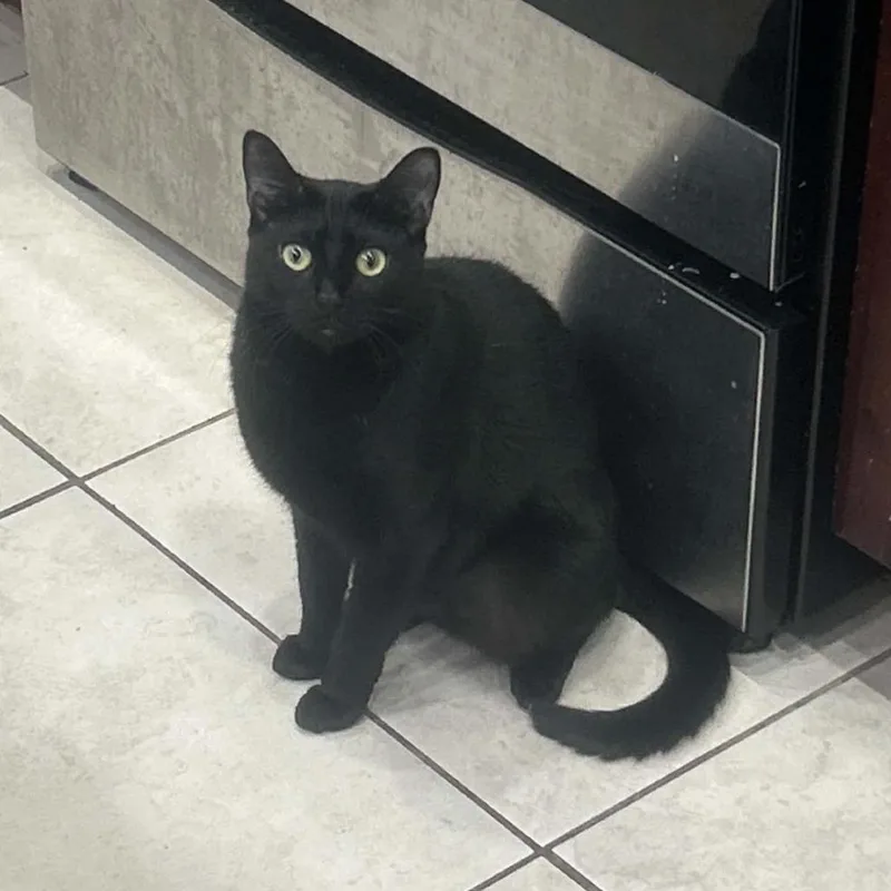 A young medium-sized female Black Domestic Short Hair cat named Luna for adoption in West Palm Beach, FL