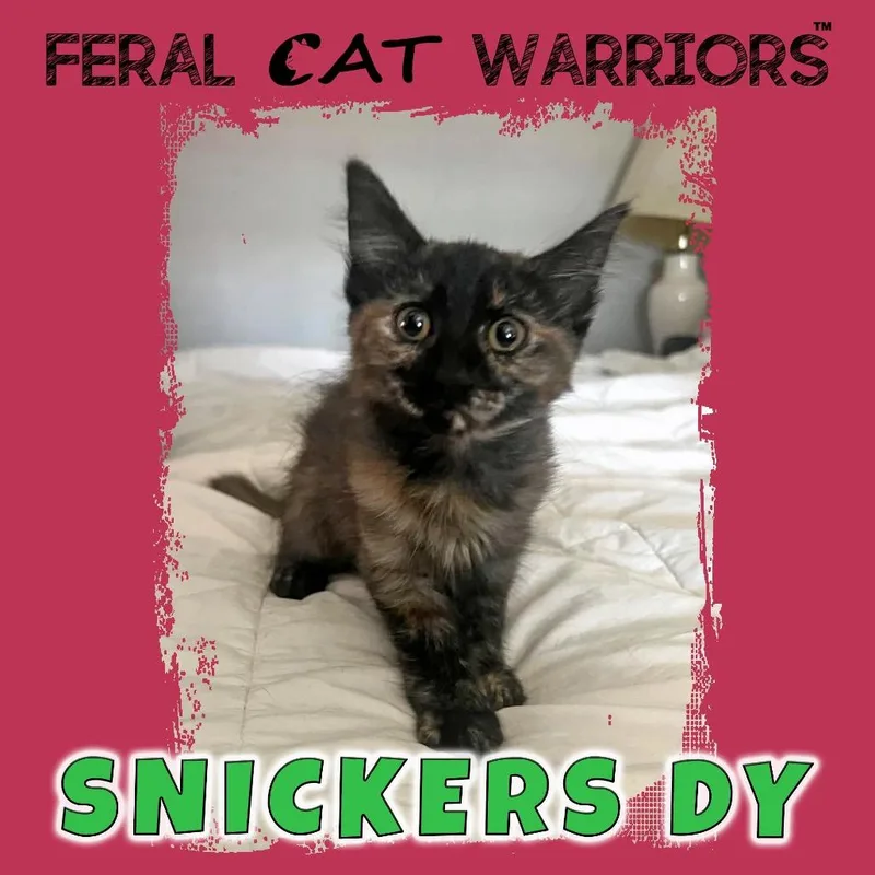 Snickers DY