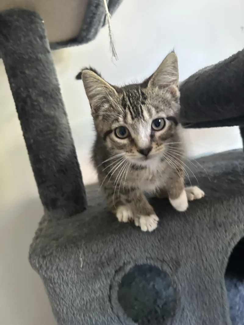 A baby small-sized male Domestic Short Hair cat named Bubbles for adoption in Heyburn, ID