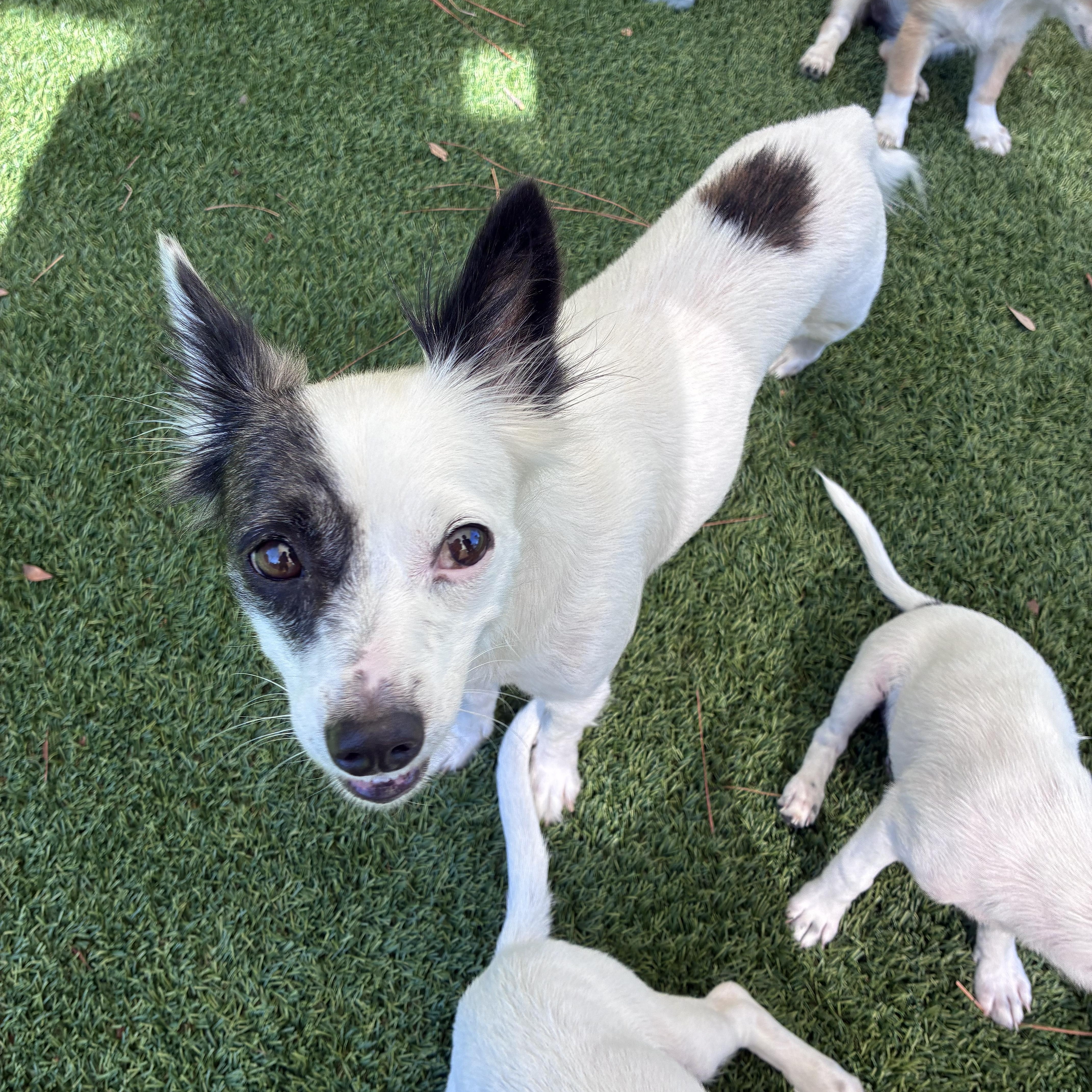 A young small-sized female White / Cream Mixed Breed dog named Gracie for adoption in Ruskin, FL