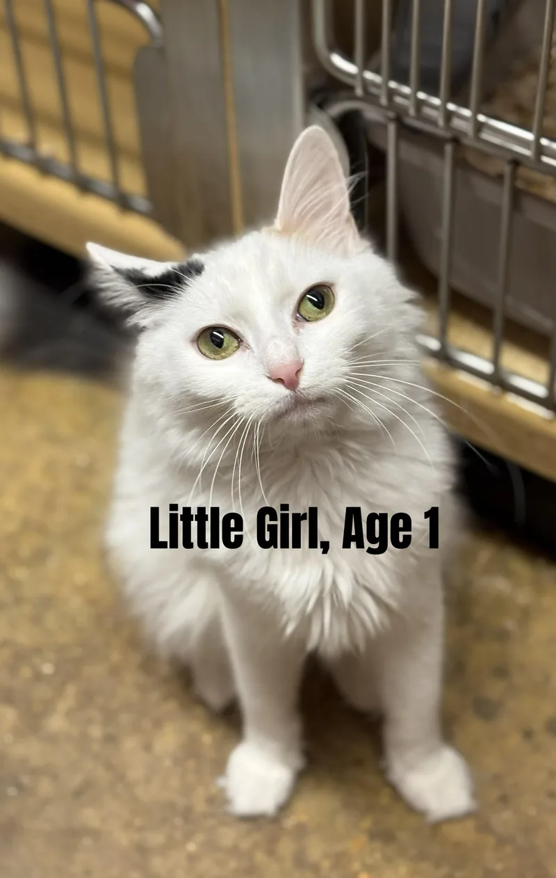 Little Girl thumbnail 2