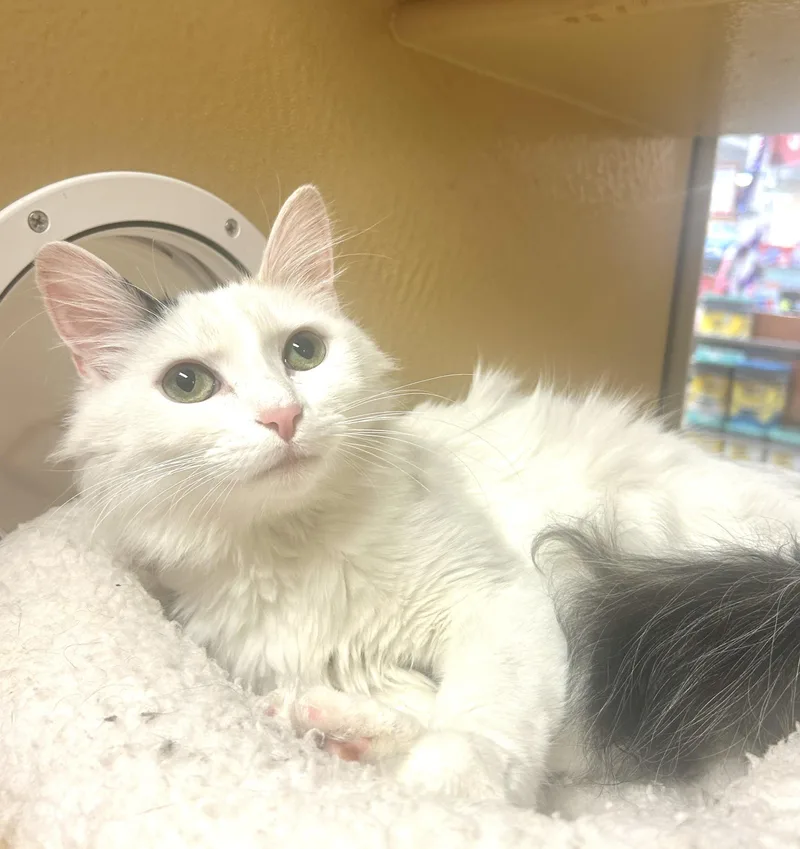 Little Girl thumbnail 3