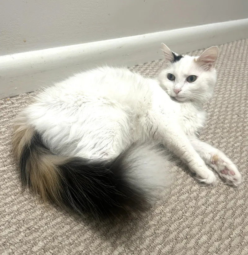 A young medium-sized female Calico Domestic Medium Hair cat named Little Girl for adoption in Fairfax, VA