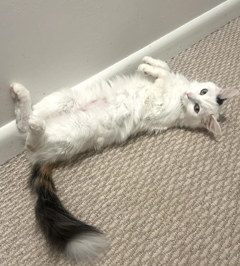 Little Girl thumbnail 4