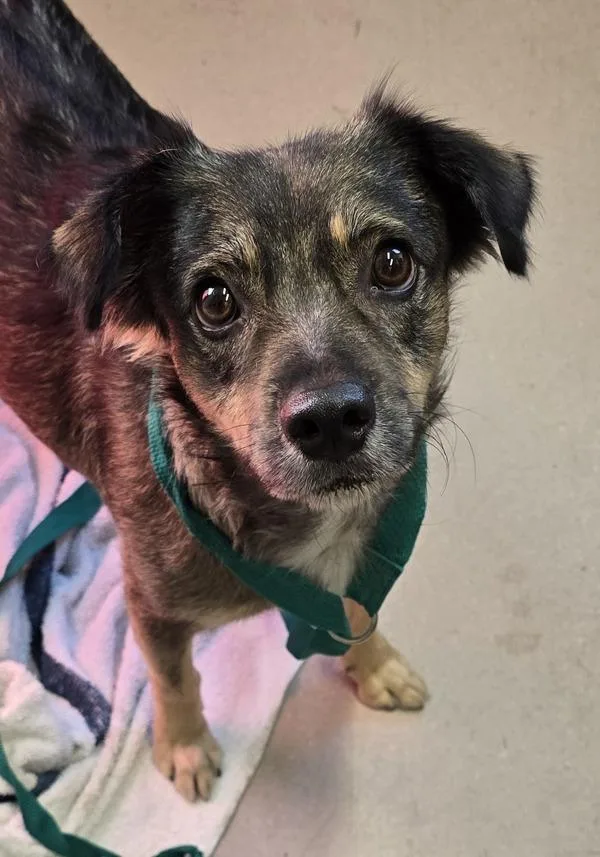 An adult small-sized female Spaniel dog named Marmalade for adoption in El Cajon, CA