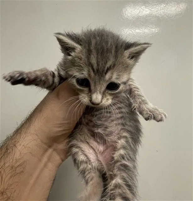 A baby small-sized female Domestic Short Hair cat named Lavender for adoption in Ontario, CA
