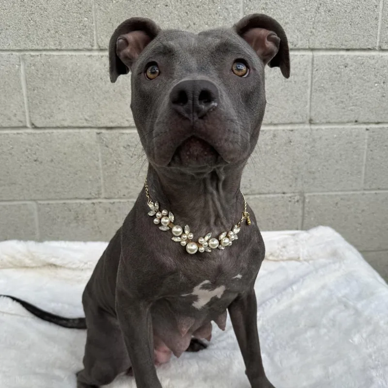 An adult medium-sized female Gray / Blue / Silver Pit Bull Terrier dog named Rita Hayworth for adoption in Los Angeles, CA