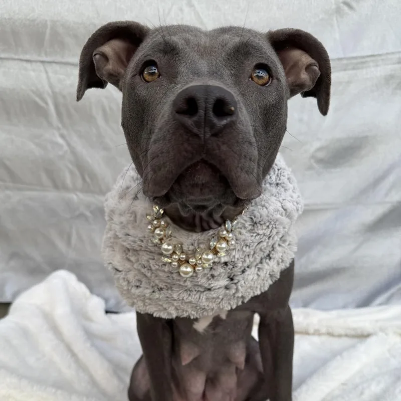 Rita Hayworth thumbnail 4