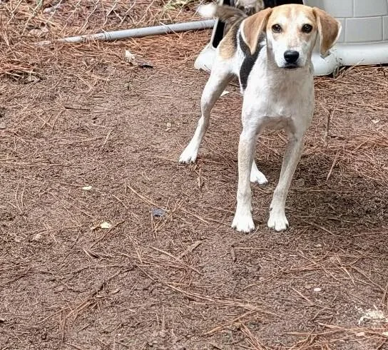A young small-sized female Treeing Walker Coonhound dog named Dixie for adoption in Petersburg, VA
