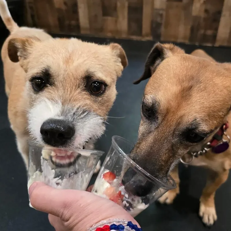 A young medium-sized female Apricot / Beige Corgi dog named Mama Mia for adoption in Phoenix, AZ