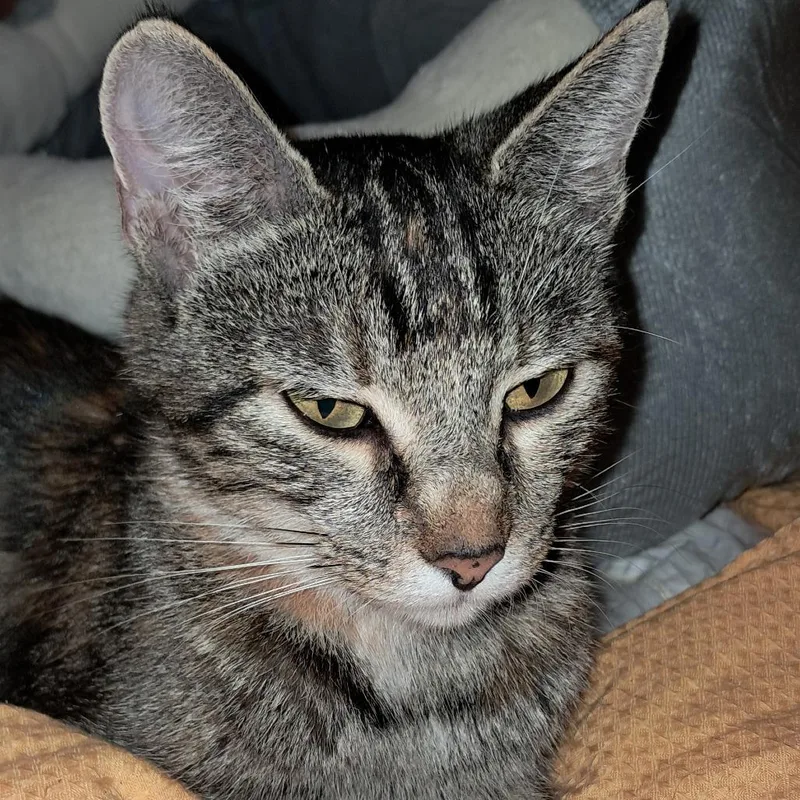 A young small-sized female Brown / Chocolate Domestic Short Hair cat named Cora for adoption in Talbott, TN